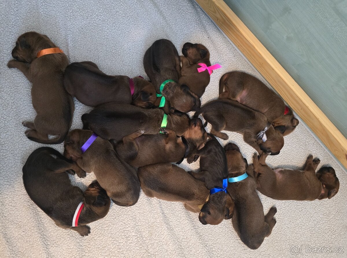 Štěňata rhodéského ridgebacka - 15