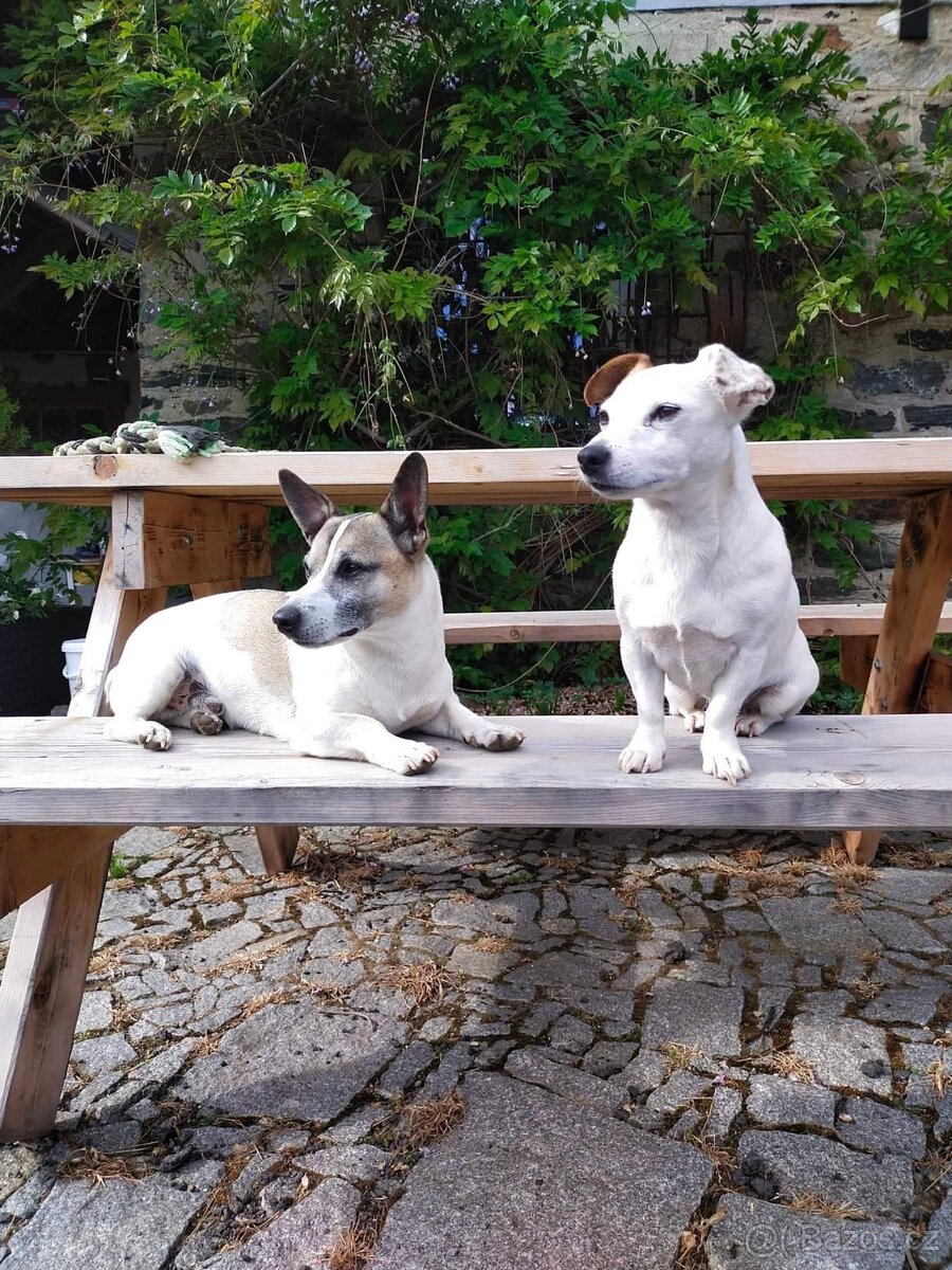 Jack russell teriér - 15