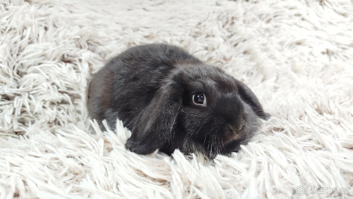 Zakrslý beránek, králíček, králík - BRUNO - 15