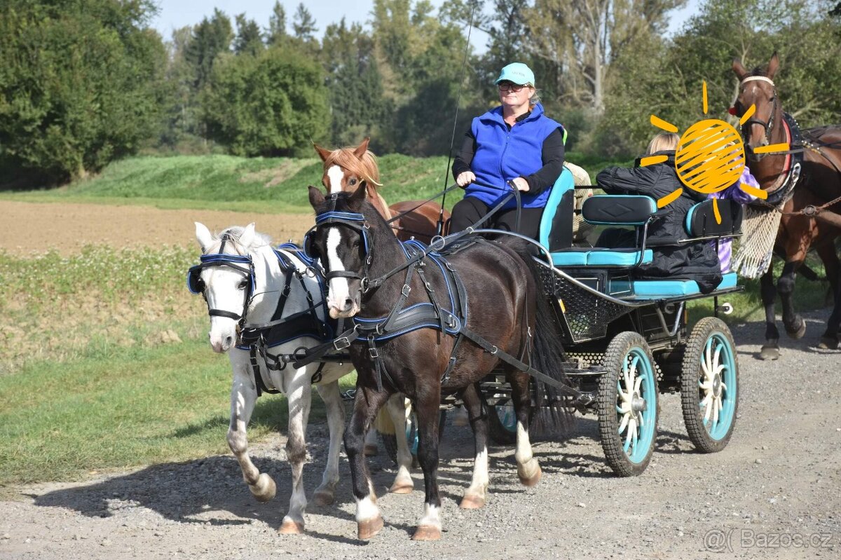 Welsh pony kobylka - 15