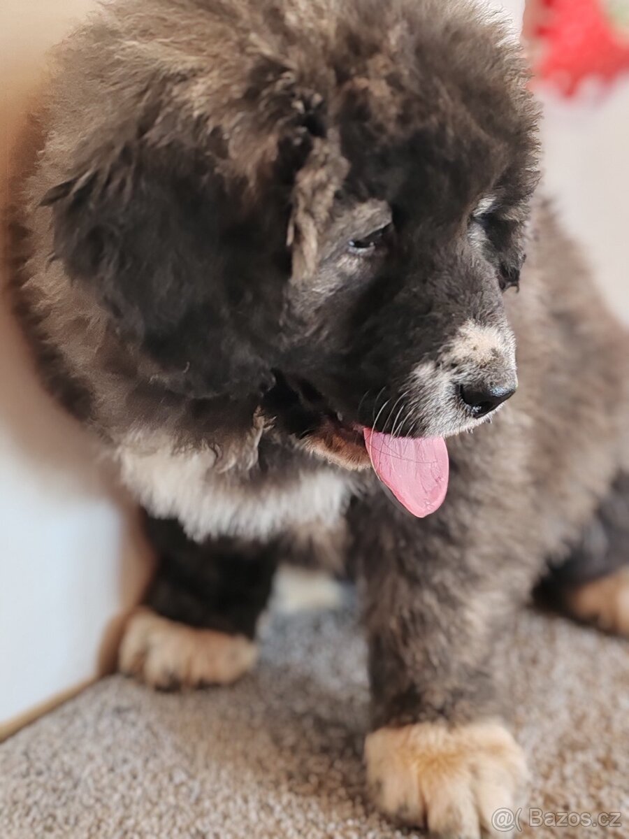 Kavkazský pastevecký pes s PP - 15