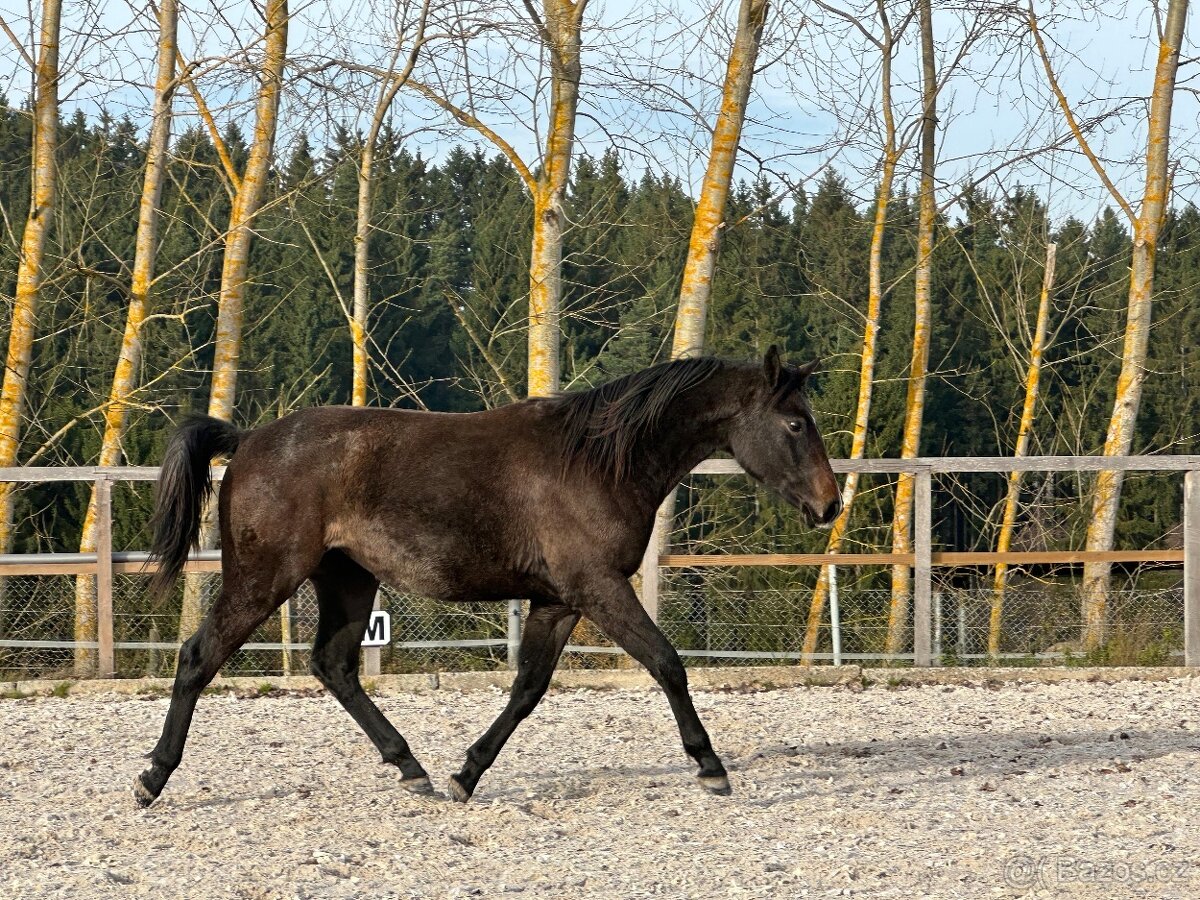 Mladá kobylka po Cornet de Lux - 15