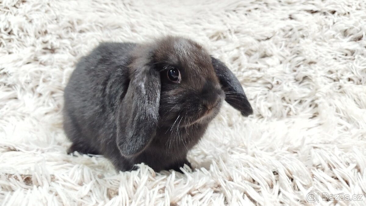 Zakrslý beránek, králíček, králík - BIBI - 15