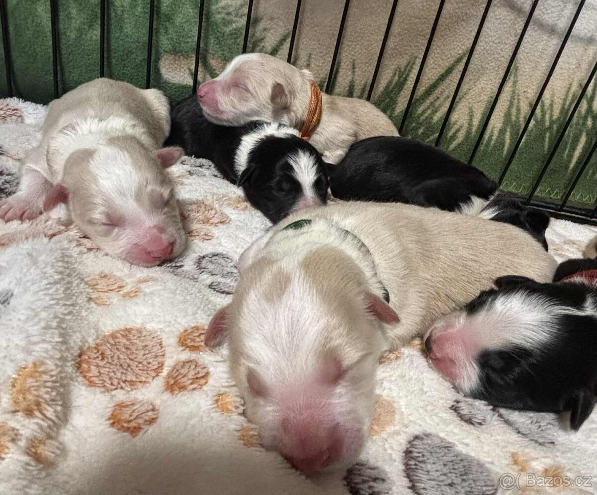 Border kolie s PP - 15