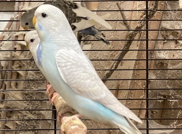 Prodám Andulky modrobílé - 15