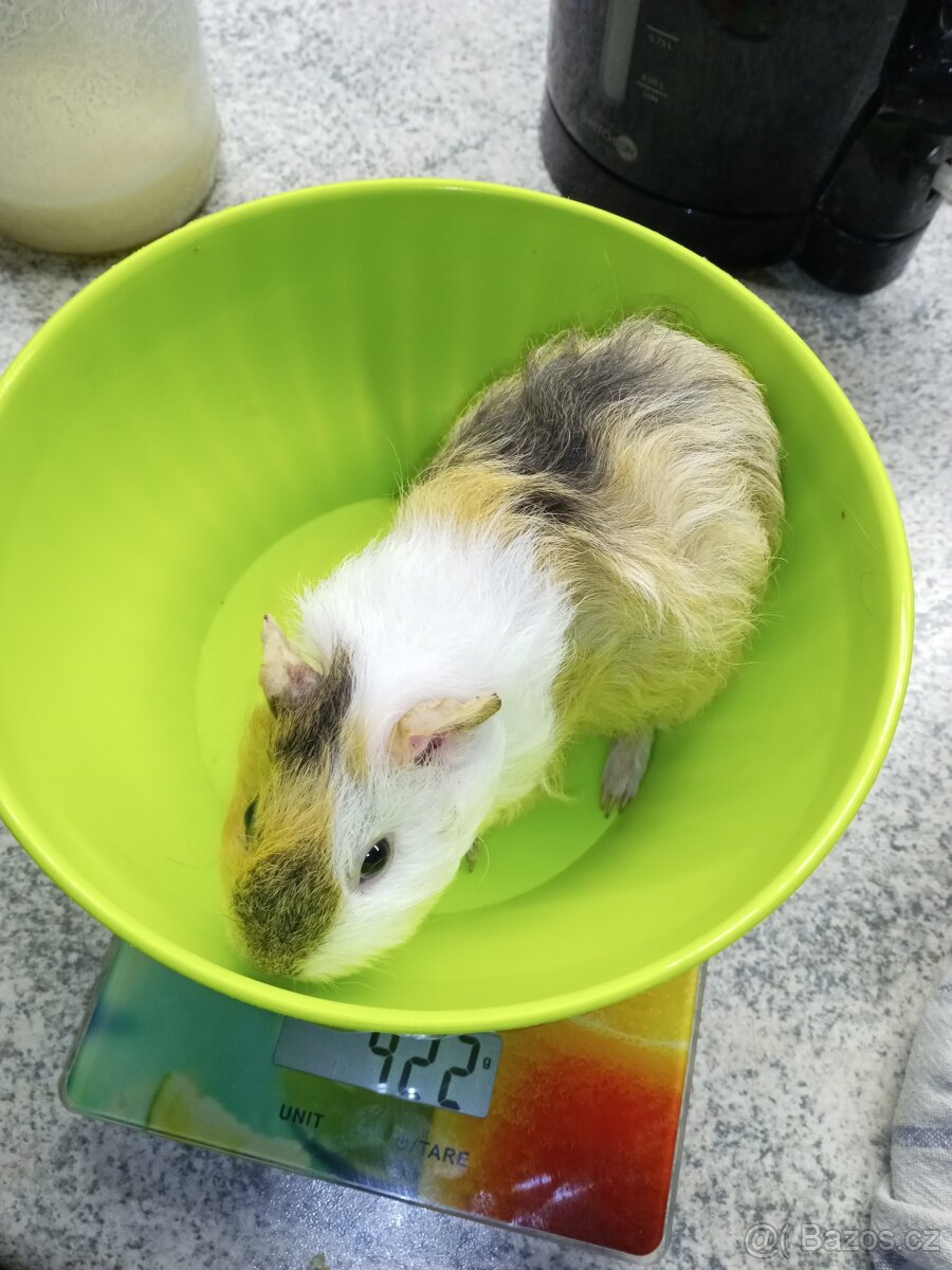 Morčata - samičky - 15