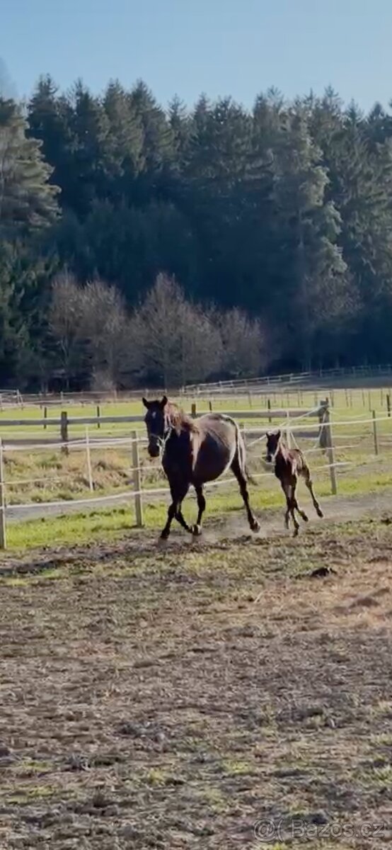 Nadějný drezurní hřebeček po odstavu Toto Gold/Glamourdale - 15