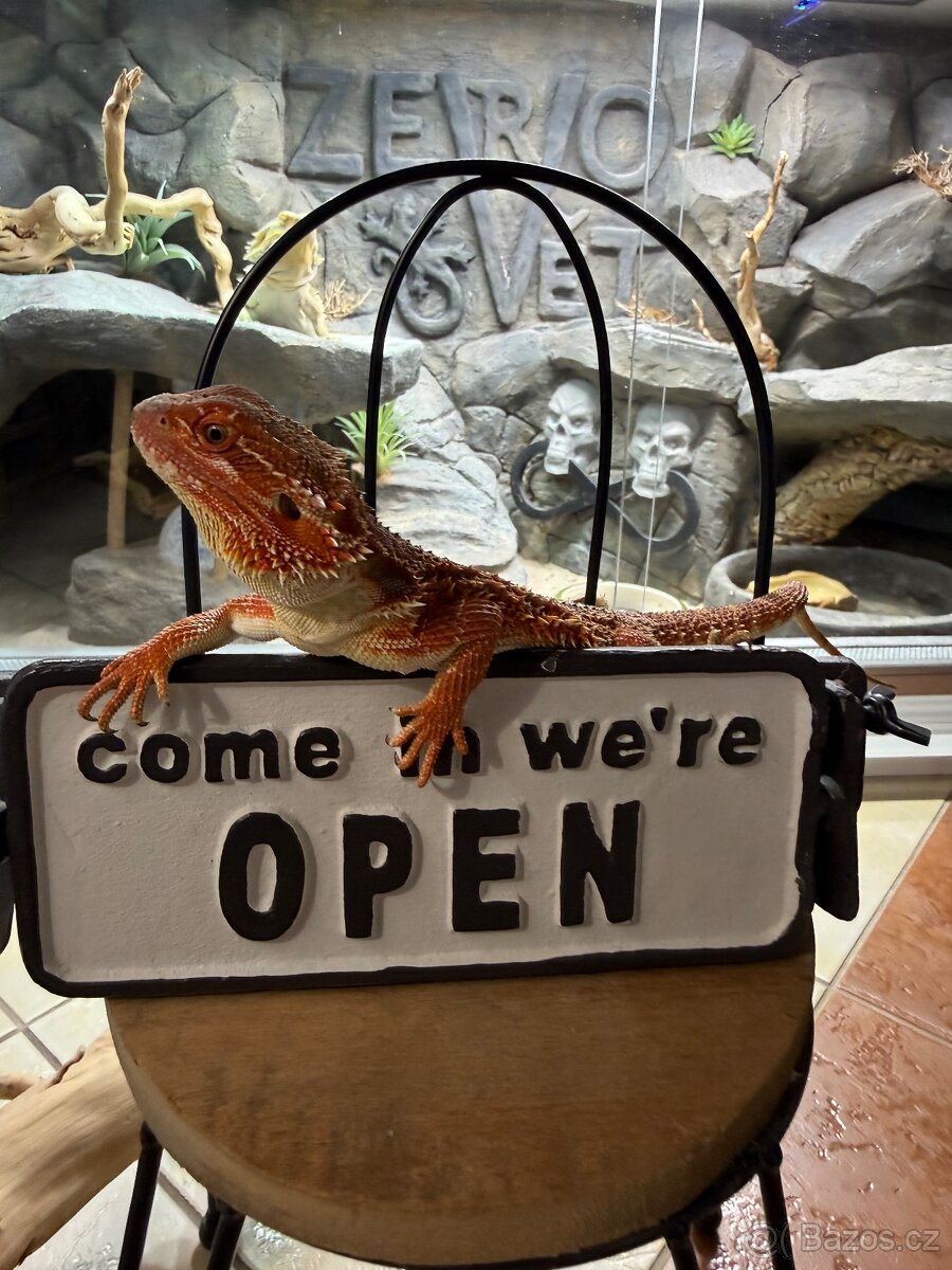 Agama vousatá ihned k odběru - 15