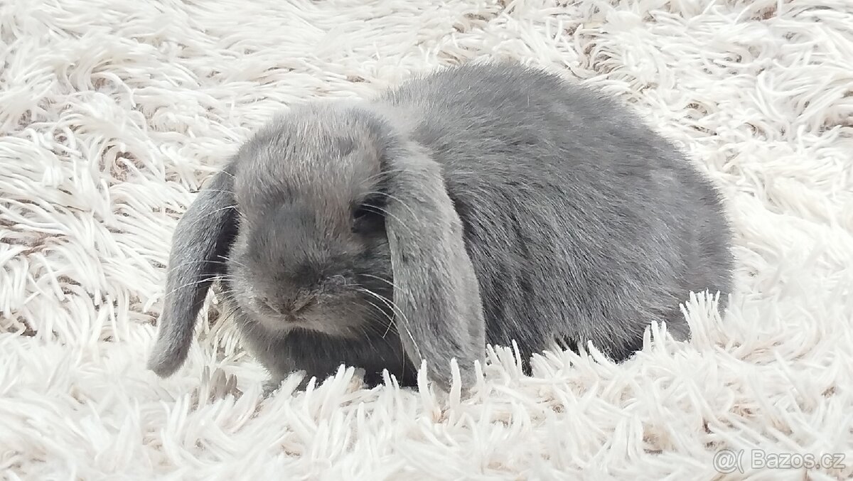 Zakrslý beránek, králíček, králík - BONNY - 15