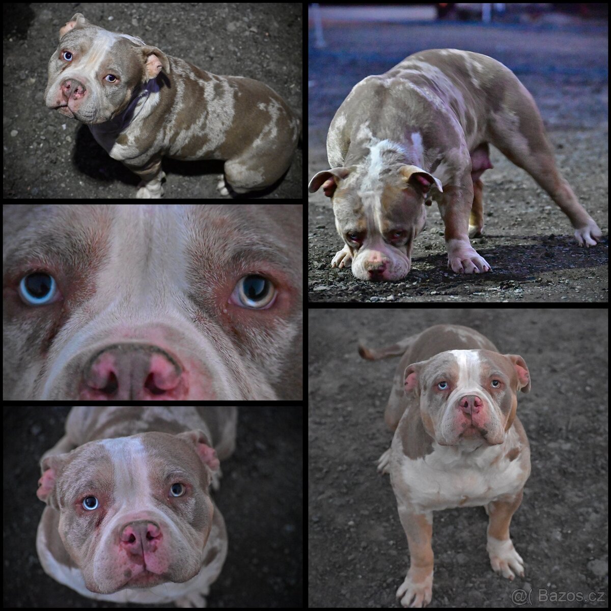 American Bully Standard – fenky k odběru ihned - 15