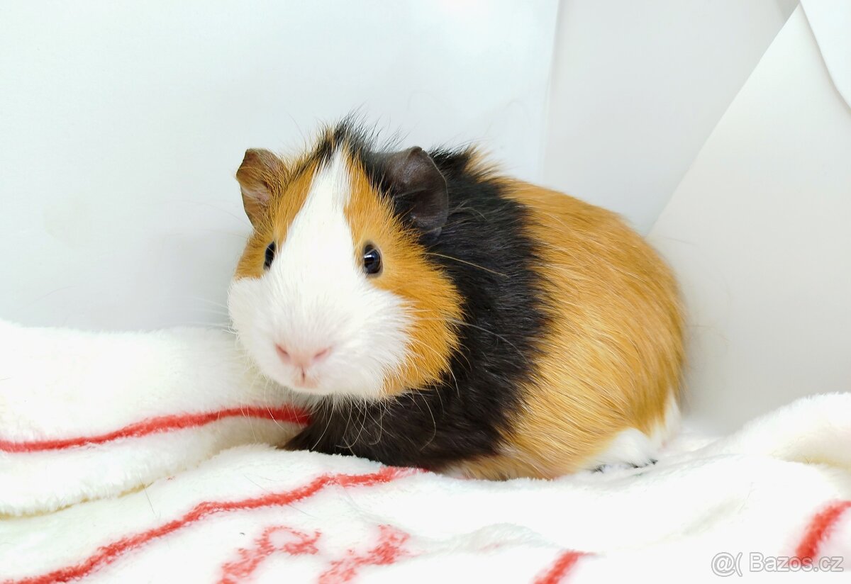 Morče, Morčata, Morčátko, Morčátka - KEVIN - 15