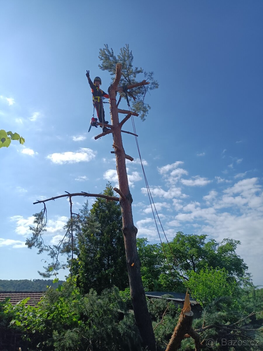 Rizikové kácení stromů - 15
