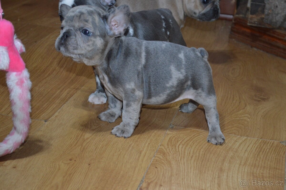 francouzsky buldocek - 15