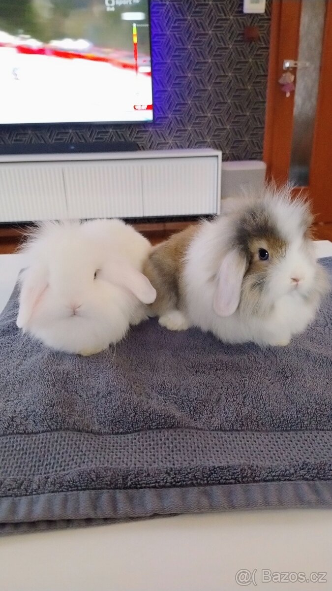 Zakrslý králíček/beránek - 15