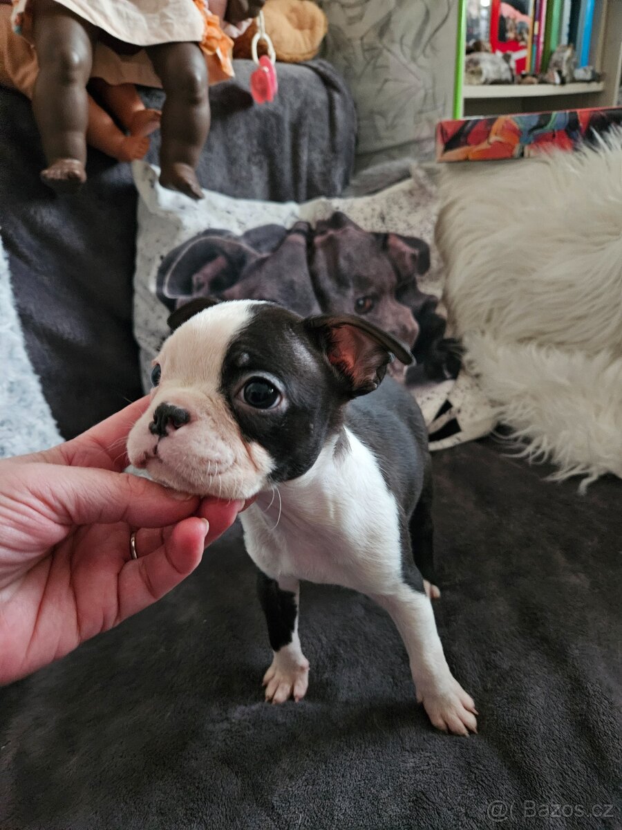 Bostonský teriér - 15
