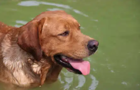 Labradorský retriever s PP - 15