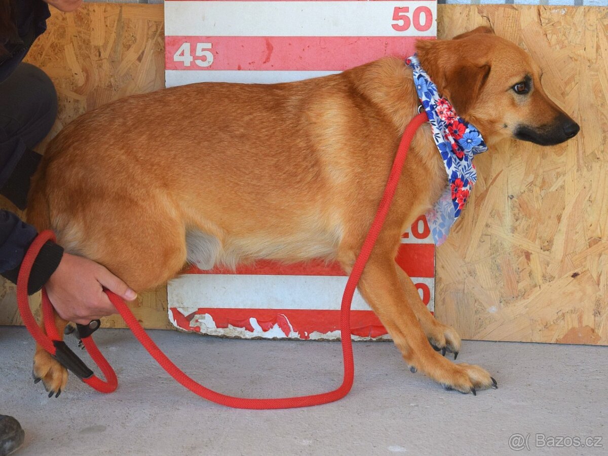 Bernarda – opatrná, citlivá fena, která potřebuje trpělivou - 15