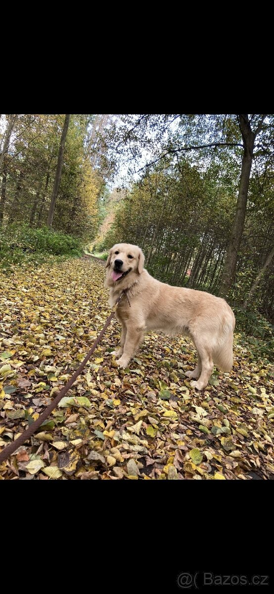 Štěňata Zlatý retrívr - 15