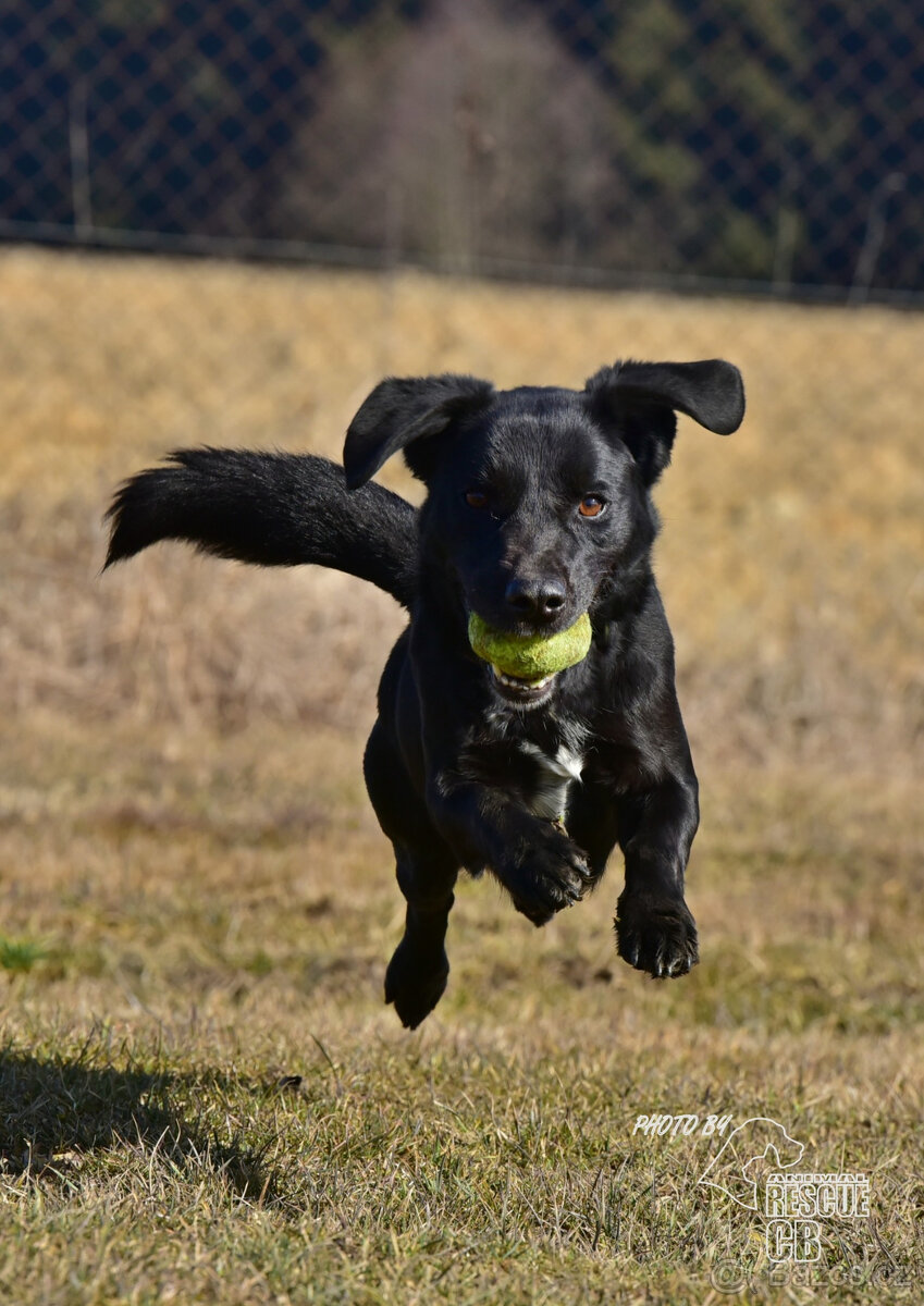 Darujeme Dastyho - 15