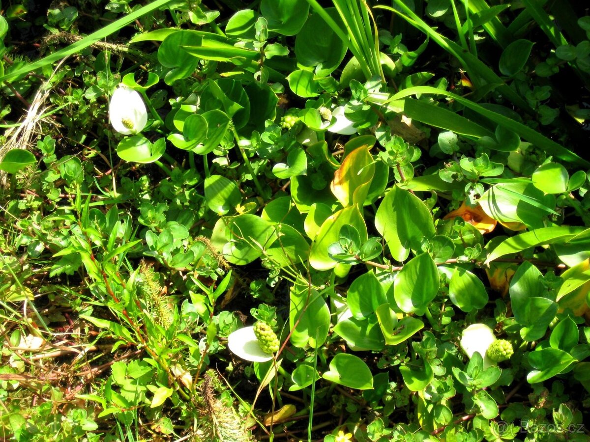 vodní rostliny bahenní rostliny - 15