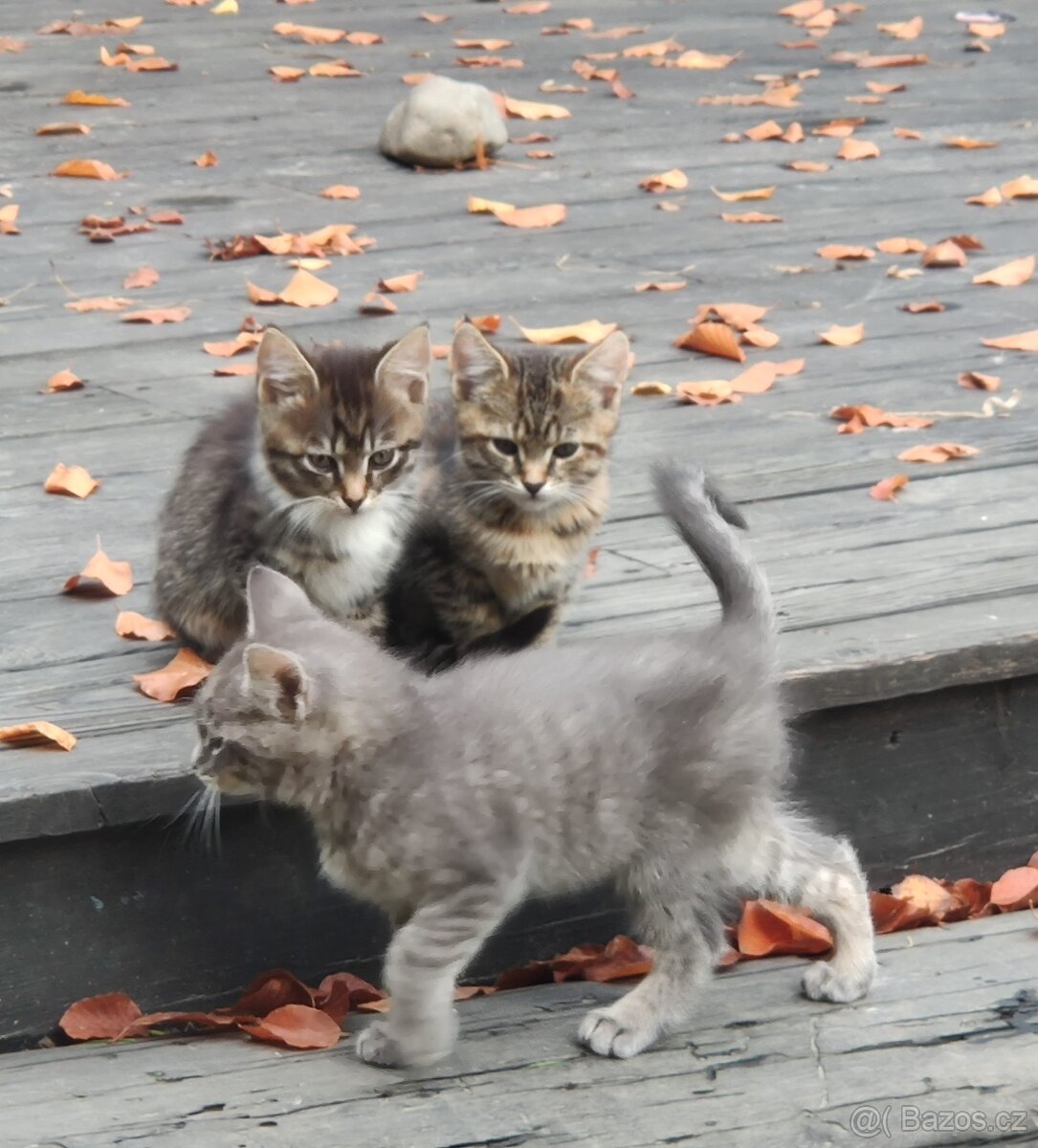 Mainská mývalí koťata - 15