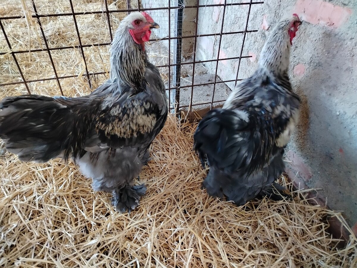 Prodám brahamku velkou - 15