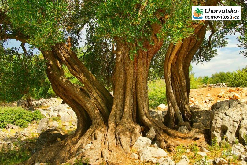 Prodej, byt 2+kk, 70 m, , Česko - 15