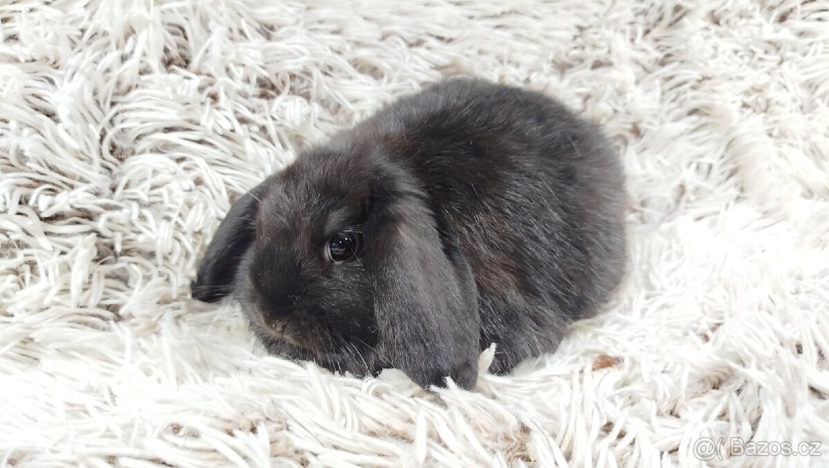 Zakrslý beránek, králíček, králík - BRUNO - 15