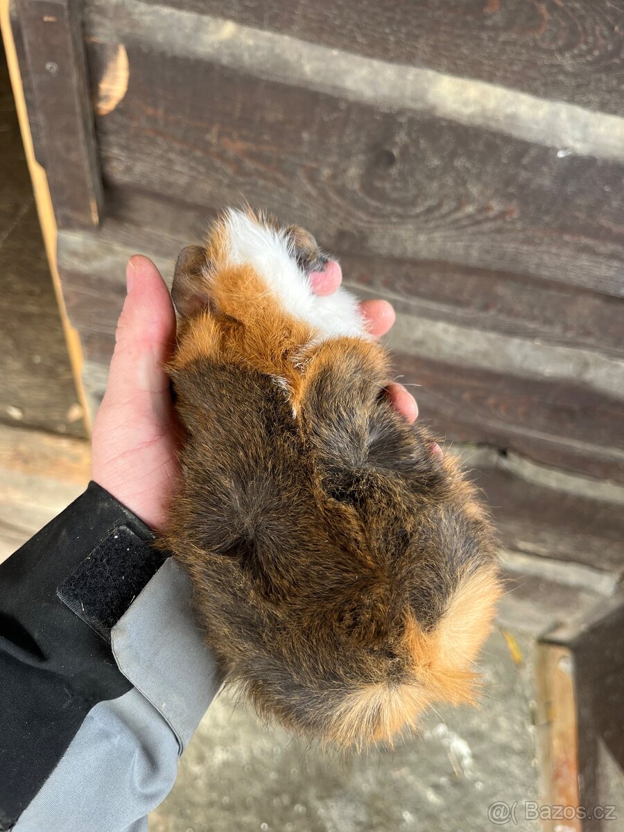 Morčata Ostrava 200,- - 15