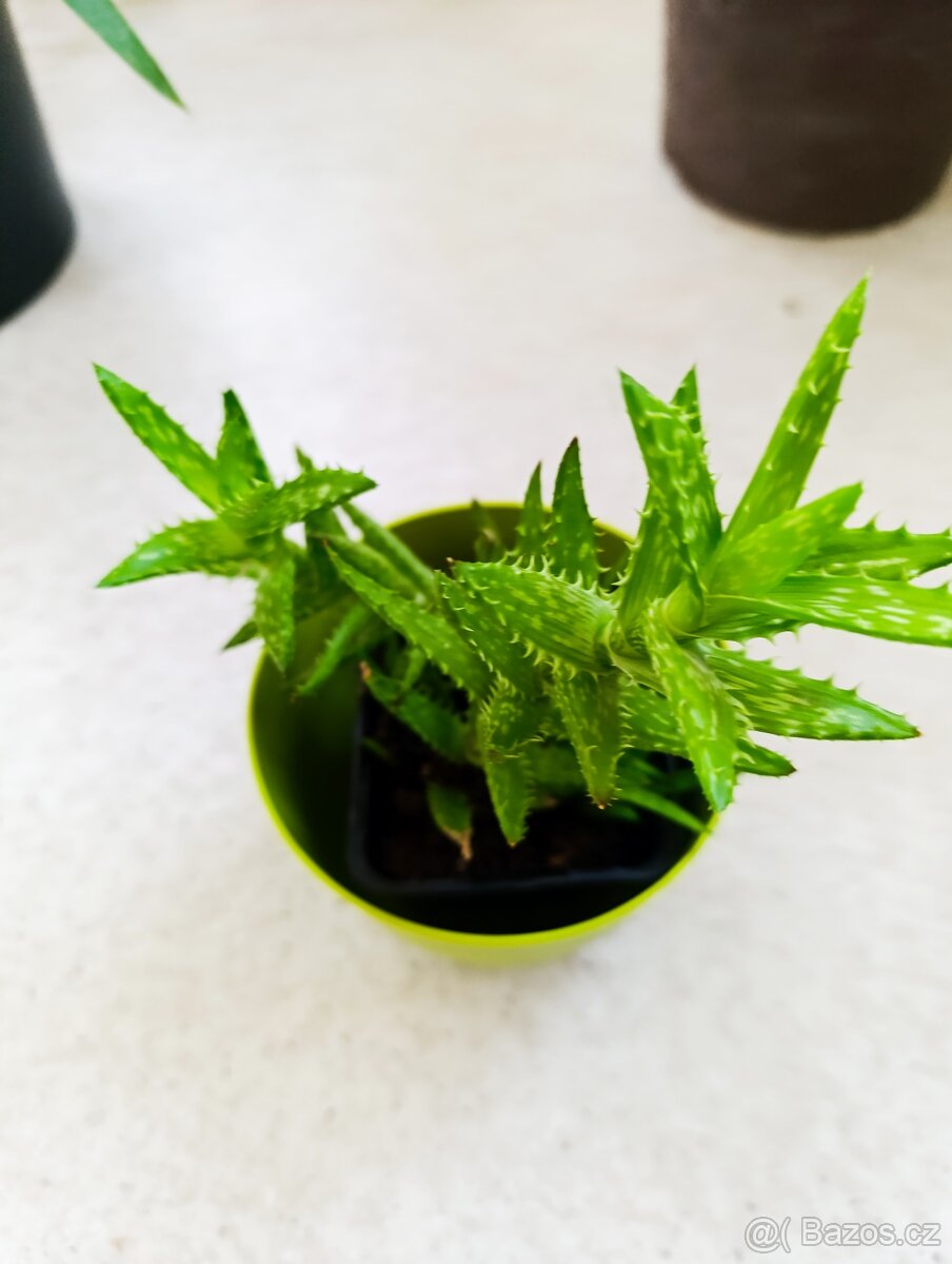 POKOJOVÉ KYTKY - 15