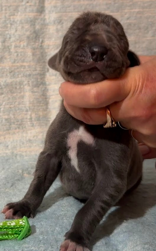 Německá doga modrá s PP - 15