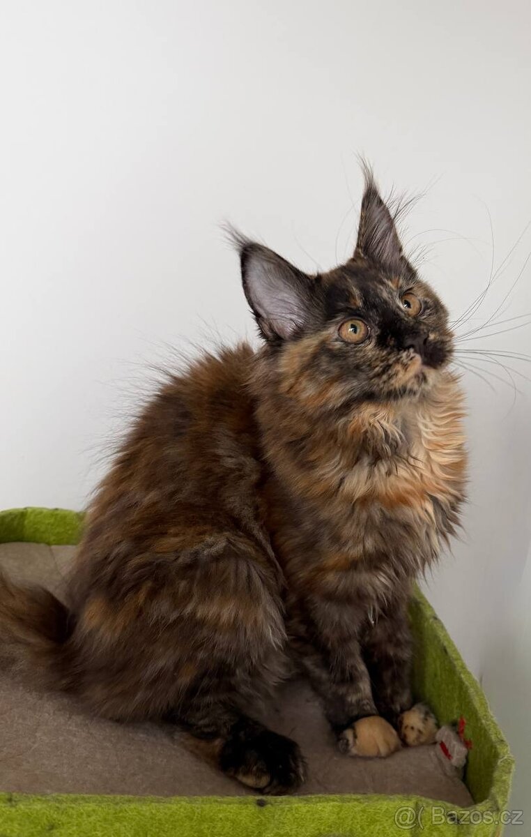 Mainská mývalí koťátka s PP - 15