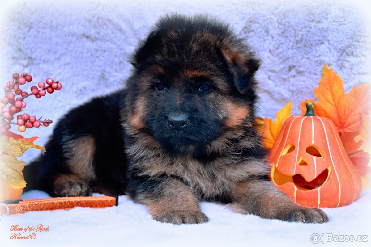 Německý Ovčák - štěňata - 15