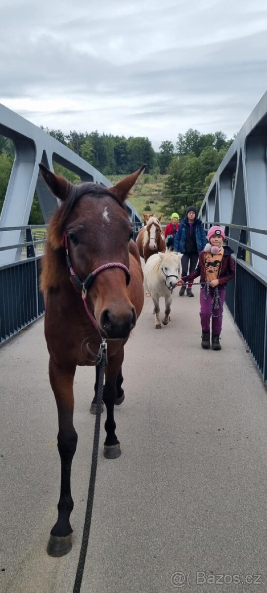 3 lety valach minihorse - 15