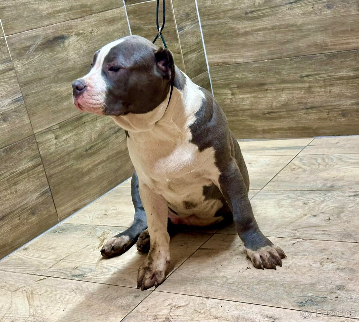 American bully XL - 15