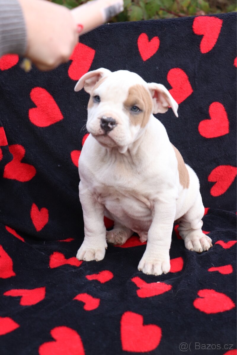 Americký stafordšírský teriér s PP pejsek SPIRIT - 15