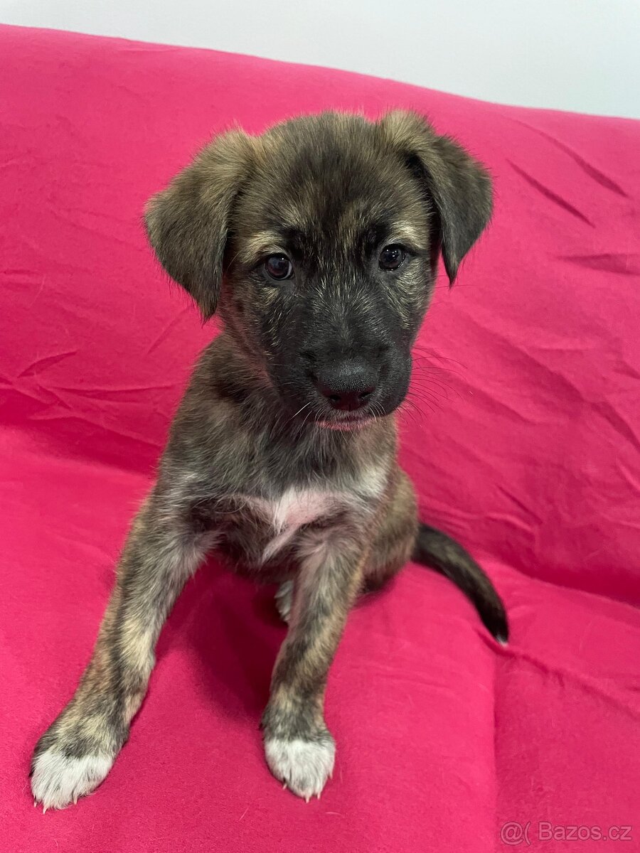 🐾 Exkluzivní štěňata k odběru – silná genetika, skvělé pova - 15