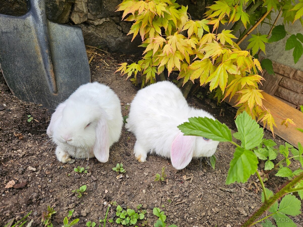 Zakrslý králík - 15