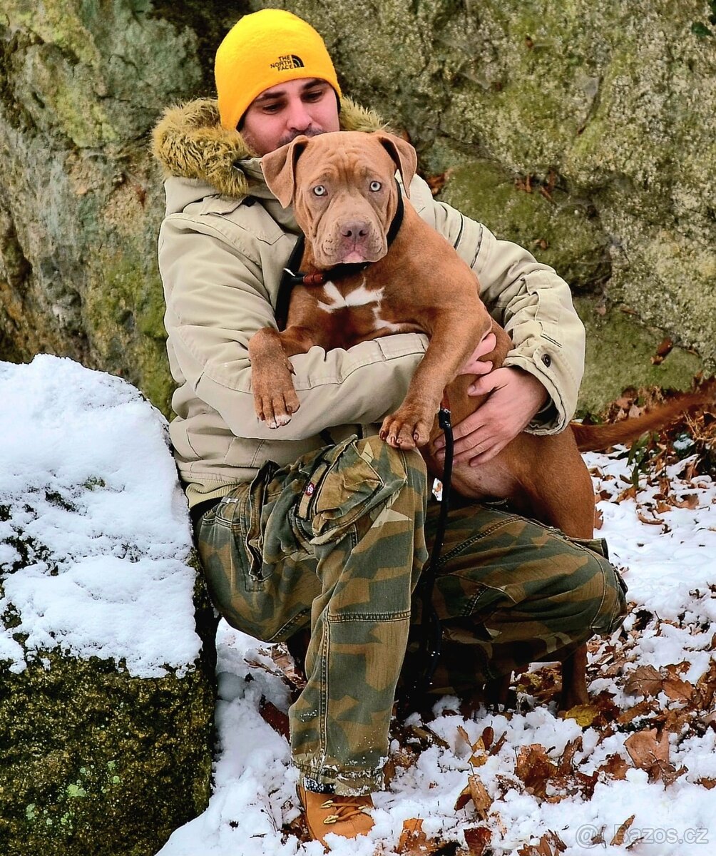 American bully - ch.s. Family Muscle Bullies - 15