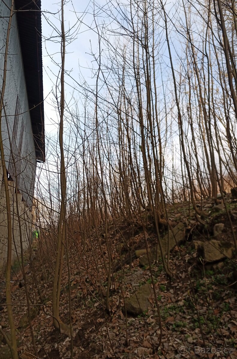 Údržba zahrad, lesů, domů i bytů - hodinový manžel - 15