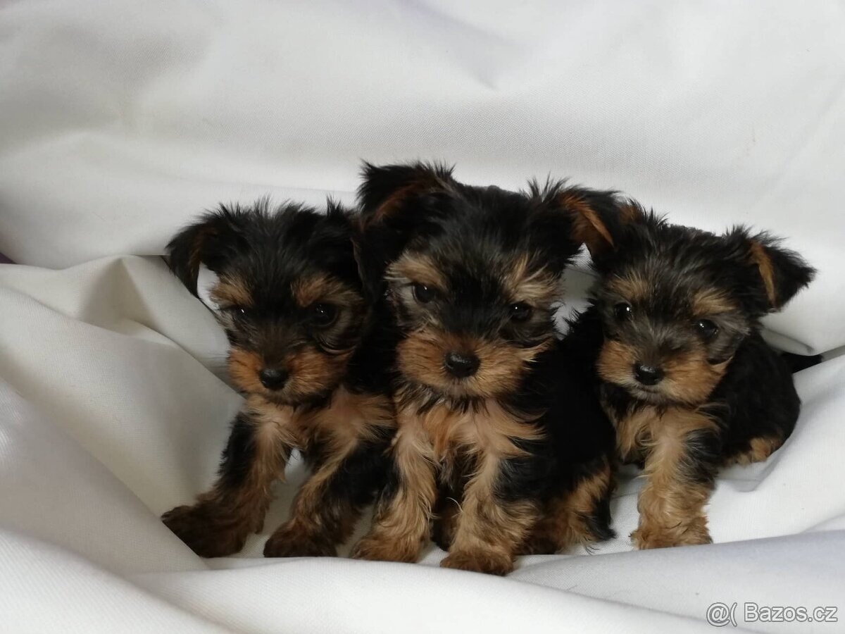 Yorkšírský teriér připuštění, krytí - 15