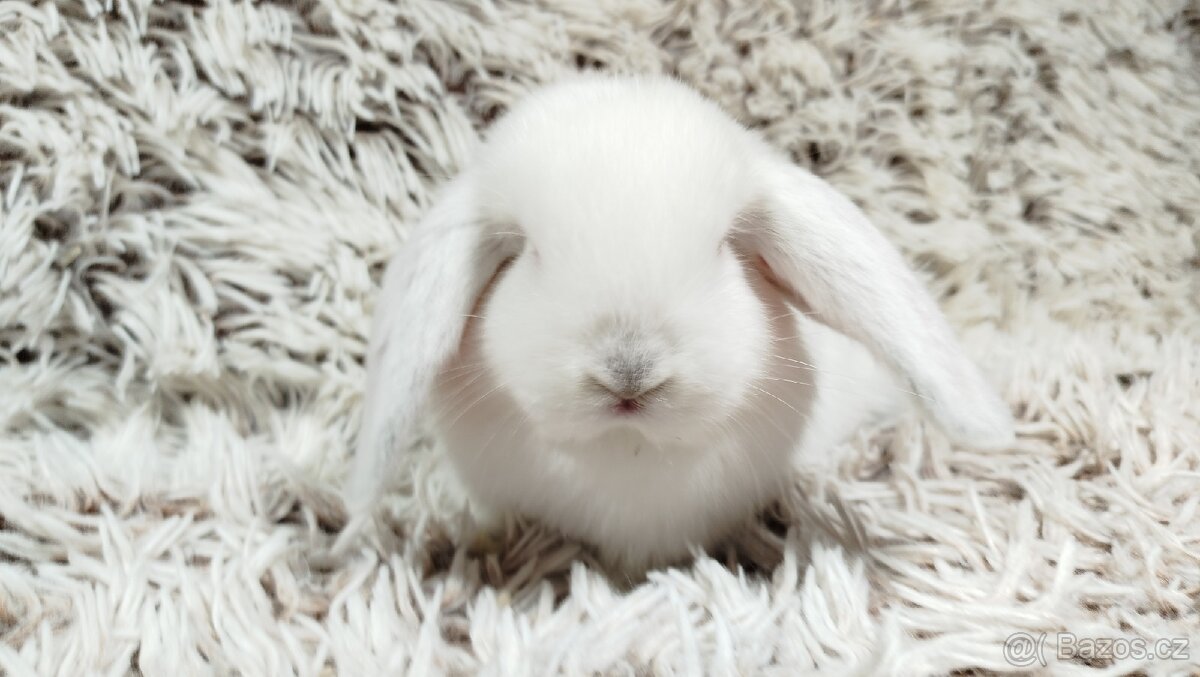 Zakrslý beránek, králíček, králík - MOLLY - 15