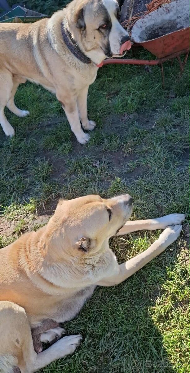 Středoasijský pastevecký pes štěňátka - 15