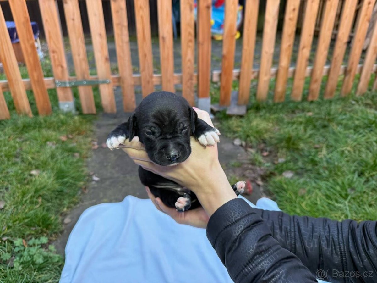 Štěňata - Americký stafordšírský teriér bez PP - 15