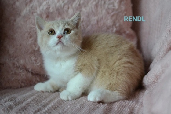 Britská koťátka s PP k rezervaci - 15