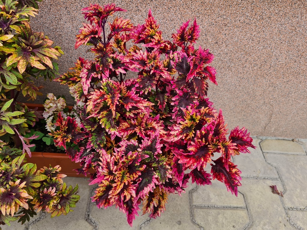 Africké okrasné kopřivy COLEUS SEMENA - 15