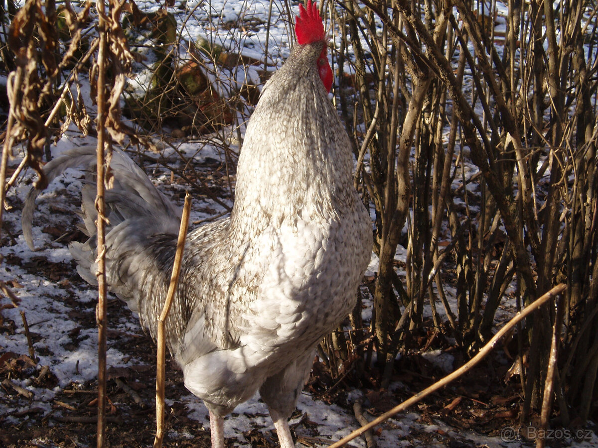 Prodám krásného kohouta do chovu - 15