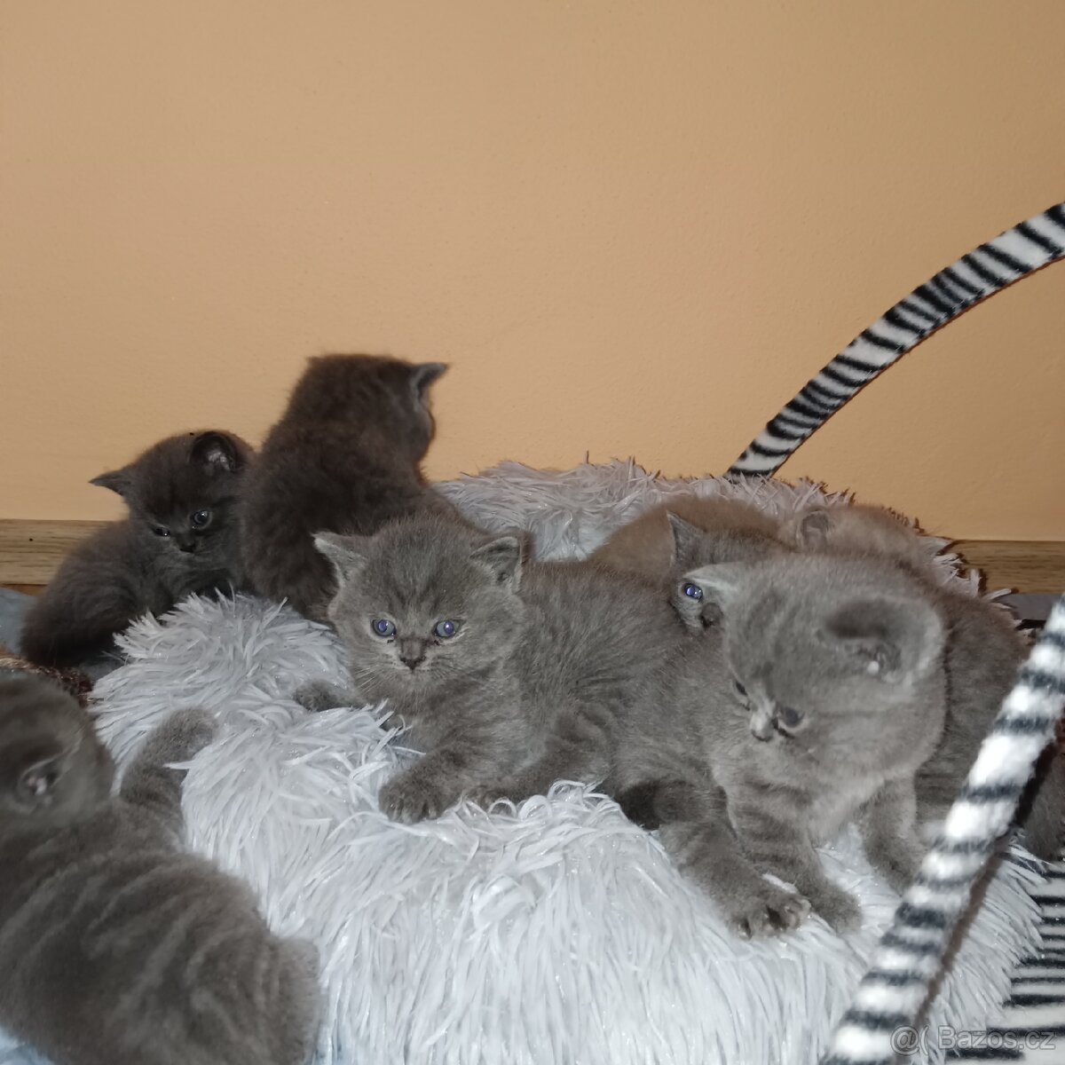 Britská koťata - 15