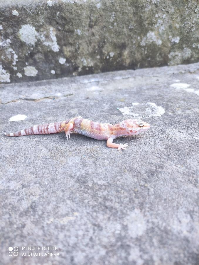 gekončík noční, terárium - 15