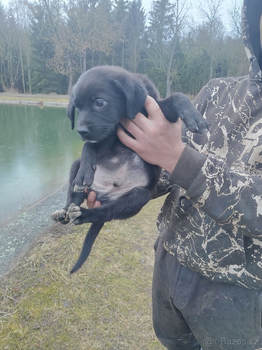 Poslední Vánoční štěňátka - 15